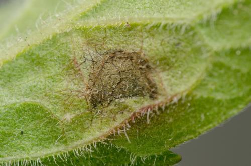 Liriomyza eupatorii